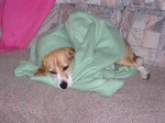 Sammi wrapped up snug as a bug