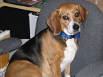 Mindi looks guilty in Mommy's desk chair