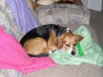 Mindi snuggles in the BeagleBuddy blankets