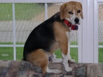 Sammi on his favorite perch - waiting for Momma to come home