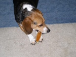 Mandi chews her bone