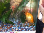 Oscar, the gold fish forages on the bottom of his tank