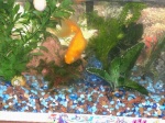 Oscar swimming around with the snails (one at the top and one at the bottom)