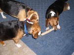 Mandi sneaks in to steal Mindi's Riot Stick, while Sammi snuffles her ear