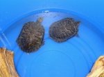 Jessi and Shelbi wait in their "holding bucket" while I clean their tank