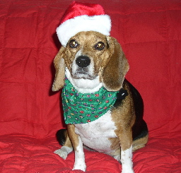 Mandi says "ARRROOOO Merry Christmas!"