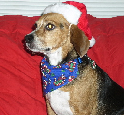 Mindi says "Happy Holidays ARRROOOOO!"