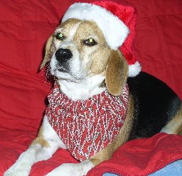 Sammi says "Season's Greetings ARRROOOOOOO!"