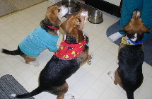 C'mon, Mommy, we're sitting...we want our TREATS!