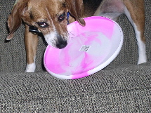 Mindi plays with the frisbee.