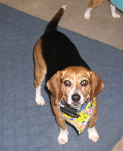 See my pretty bandana?