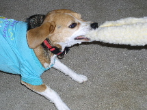 GRRRR, I'm a big mean beagle and I'm gonna get that toy!