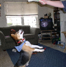 WAAAHOOOOOO!  I'm cuckoo for doggy toys, cuckoo for doggy toys!