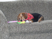 ...Mandi works on the squeaky toy.