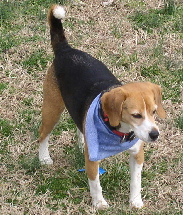 Sammi watches a bird land near the feeder.