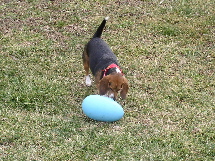 Mandi pulls an old toy out of the toybox.