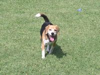 I'm just a happy-go-lucky beagle boy!