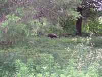 A flock of wild turkeys travels the woods of the Stones River National Park