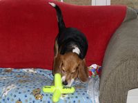 Hey, this is like a giant, jack-shaped tennis ball...kewl!