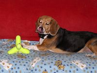 I got my toy and I'm sticking to it!