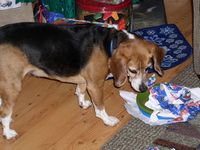 ...it's a FRISBEE!!!!!