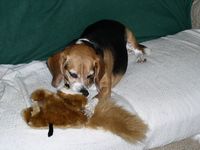 Mindi nibbles on her squirrel