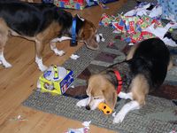 Sammi plays with a toy, while Mindi searches for more paper to tear!