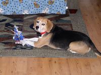 Sammi starts to open the presents