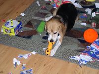 ...and a squeaky toy...