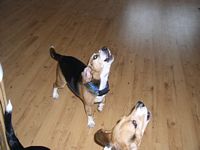 Not sure if they're singing praises for the new floor...or just howling for supper.