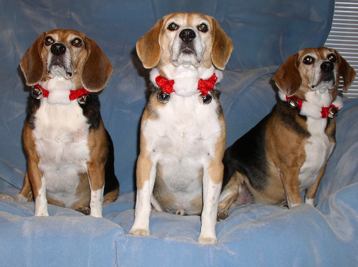 The Zoomies wish you a most wonderful Christmas and a fantastic New Year.