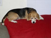 ...and Sammi waits for the blinds to open so he can go on guard duty!