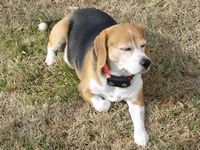 A sun-bathing beagle!