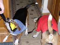 Mindi plays tug-of-war with Momma, while Sammi checks out another toy