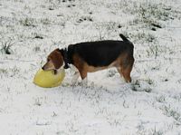 Mandi attacks the ice covering her egg.