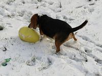 Meanwhile, Mandi continues to chase her egg around the yard.