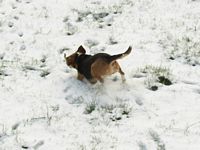 Mindi races to catch a snow ball.