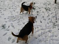 Sammi and Mindi wait for another snow ball