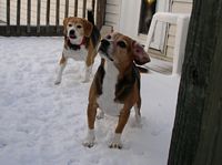 Mindi and Sammi come outside to explore