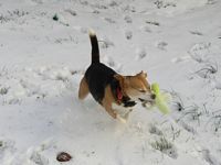 GRRRR, gotta shake the snow offa my toy!