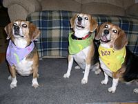 Beagles...gotta love 'em!