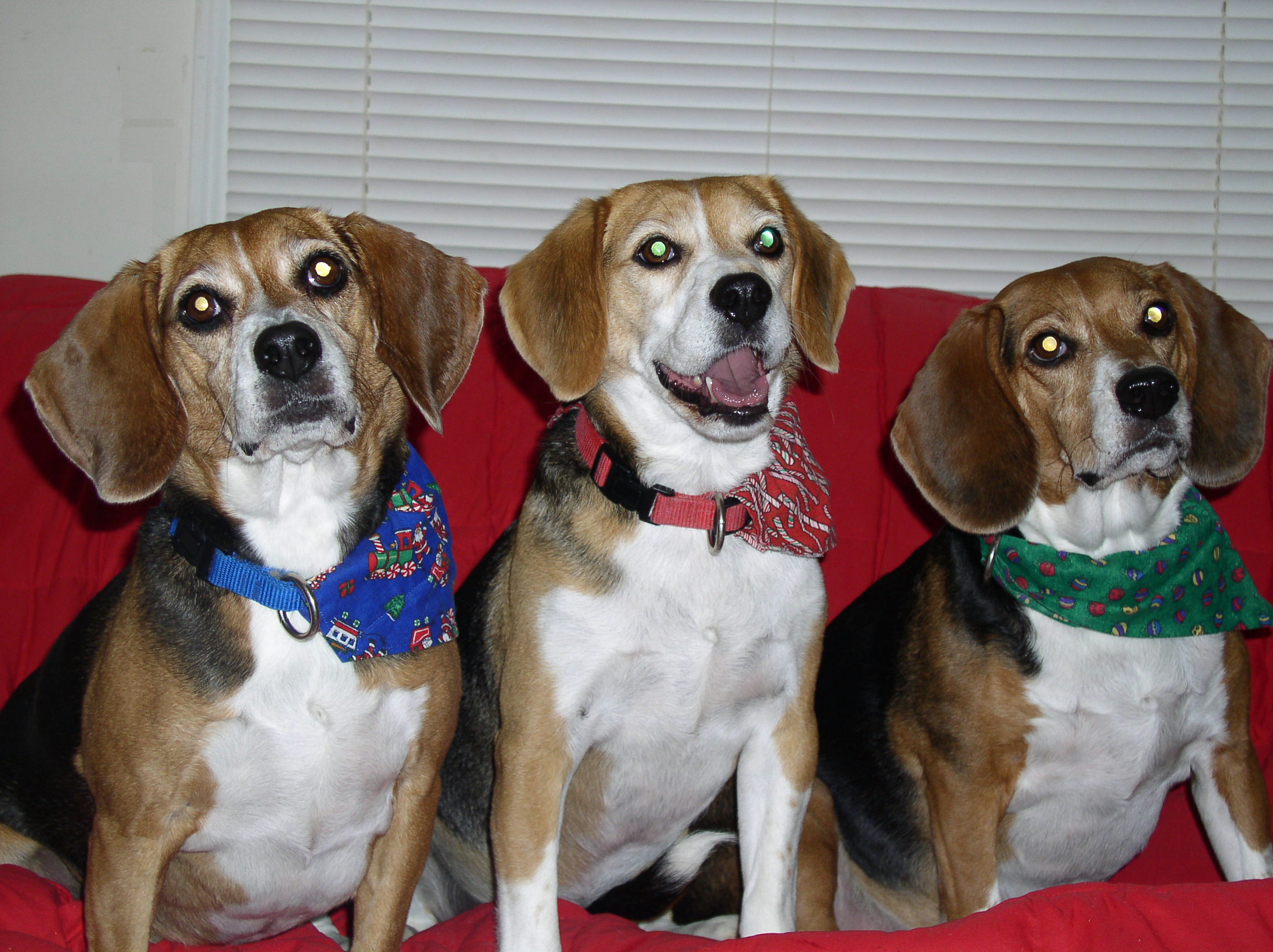 Happy Holidays, from the Zoomies!