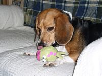 Mandi plays with her squeaky toy