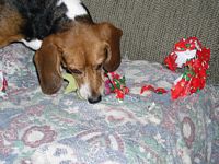 Mandi plays with her fish toy