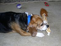 Mindi nibbles on the toy tail.