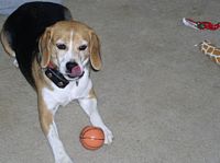 Sammi grabs the ball to play