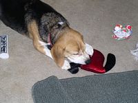 Sammi plays with his floppy eared toy