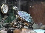 Same turtles, at 3 1/2 months old (December, 2002)