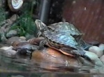 Basking turtles