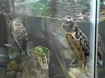 Floating turtles (Jessi left, Shelbi right)